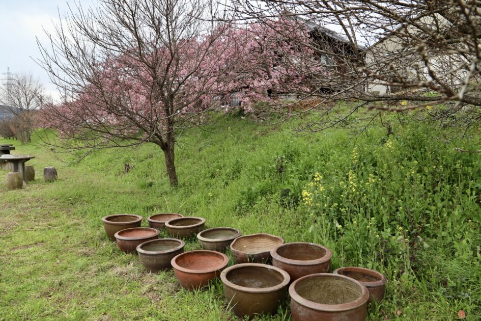 大野原丸井の河津桜