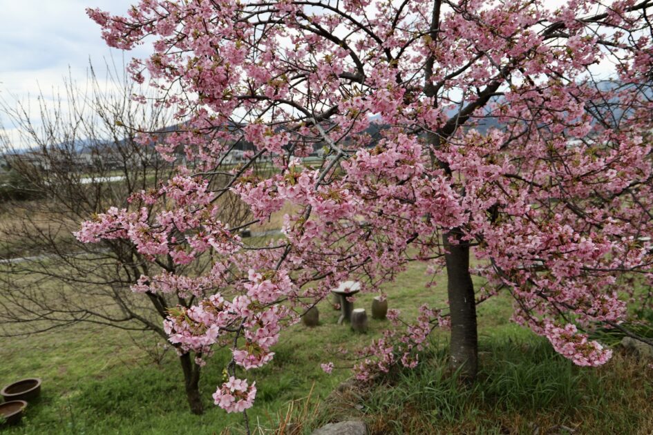 大野原丸井の河津桜
