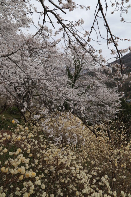 於安パークの桜