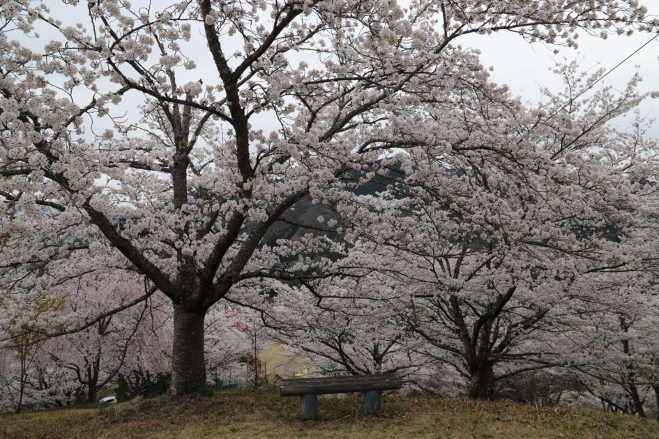 於安パークの桜