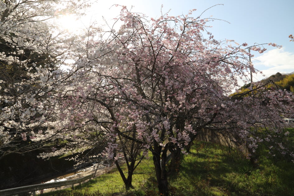 昼の玉川ダム湖畔の桜 - 満開の桜
