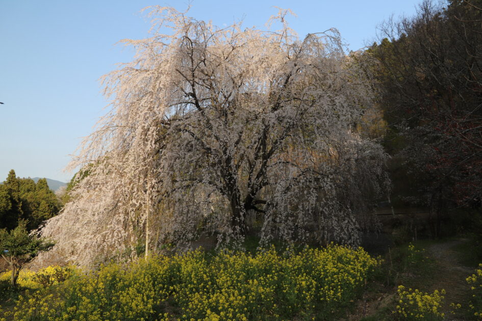 愛媛の秘境｜内子町「相野の花」しだれ桜絶景撮影ガイド【穴場スポット情報2025】