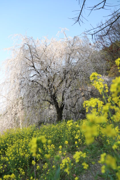 愛媛の秘境｜内子町「相野の花」しだれ桜絶景撮影ガイド【穴場スポット情報2025】