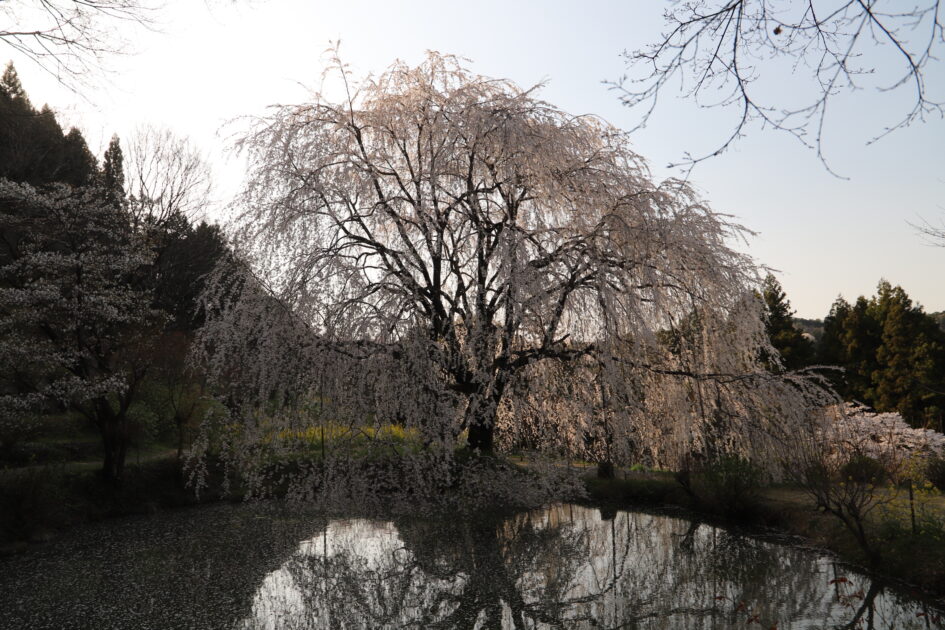 愛媛の秘境｜内子町「相野の花」しだれ桜絶景撮影ガイド【穴場スポット情報2025】