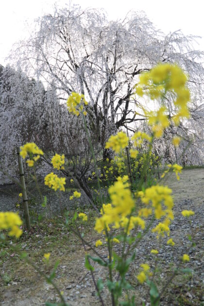 愛媛の秘境｜内子町「相野の花」しだれ桜絶景撮影ガイド【穴場スポット情報2025】