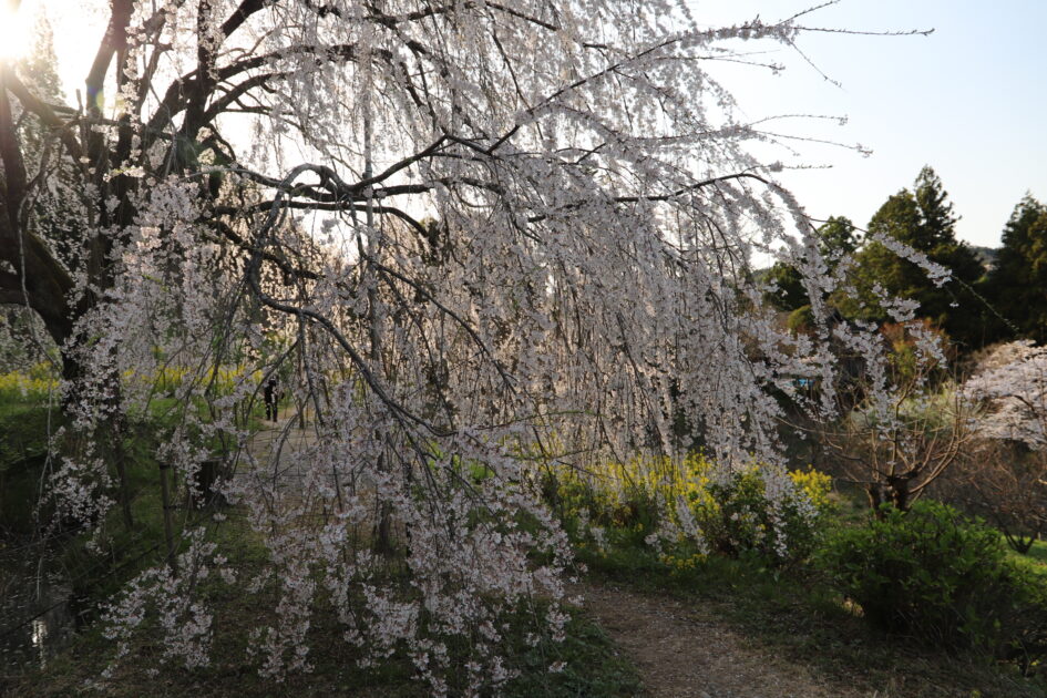 愛媛の秘境｜内子町「相野の花」しだれ桜絶景撮影ガイド【穴場スポット情報2025】