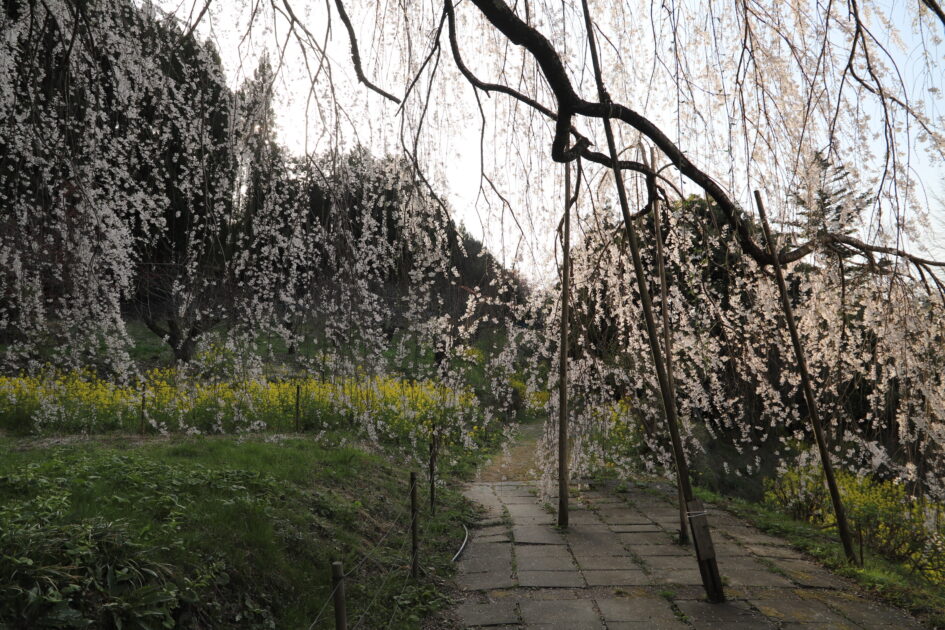 愛媛の秘境｜内子町「相野の花」しだれ桜絶景撮影ガイド【穴場スポット情報2025】