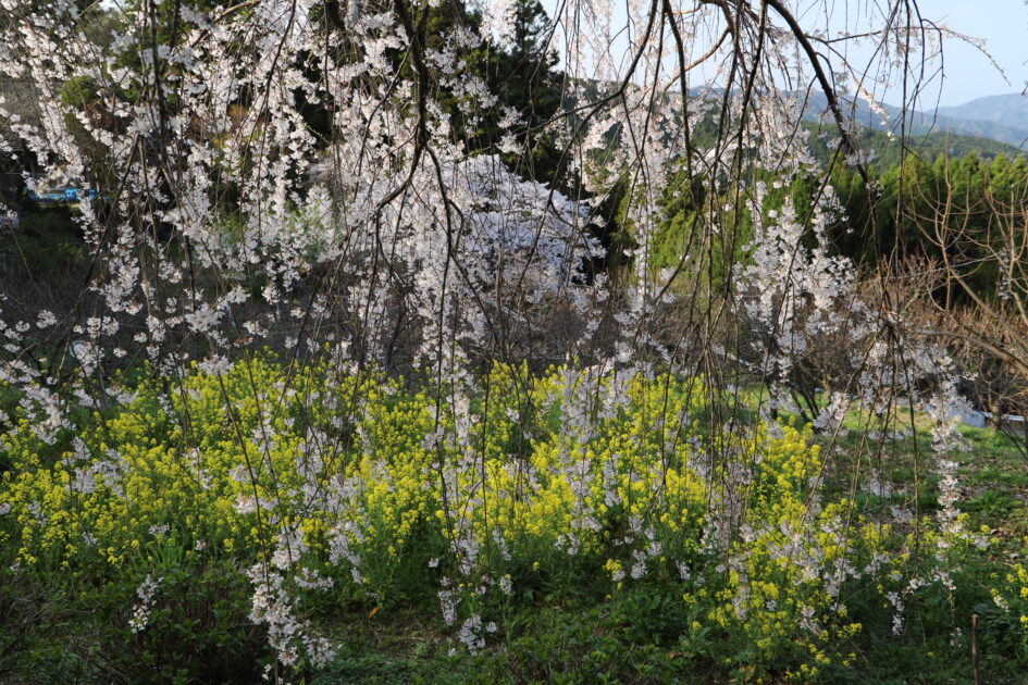 愛媛の秘境｜内子町「相野の花」しだれ桜絶景撮影ガイド【穴場スポット情報2025】
