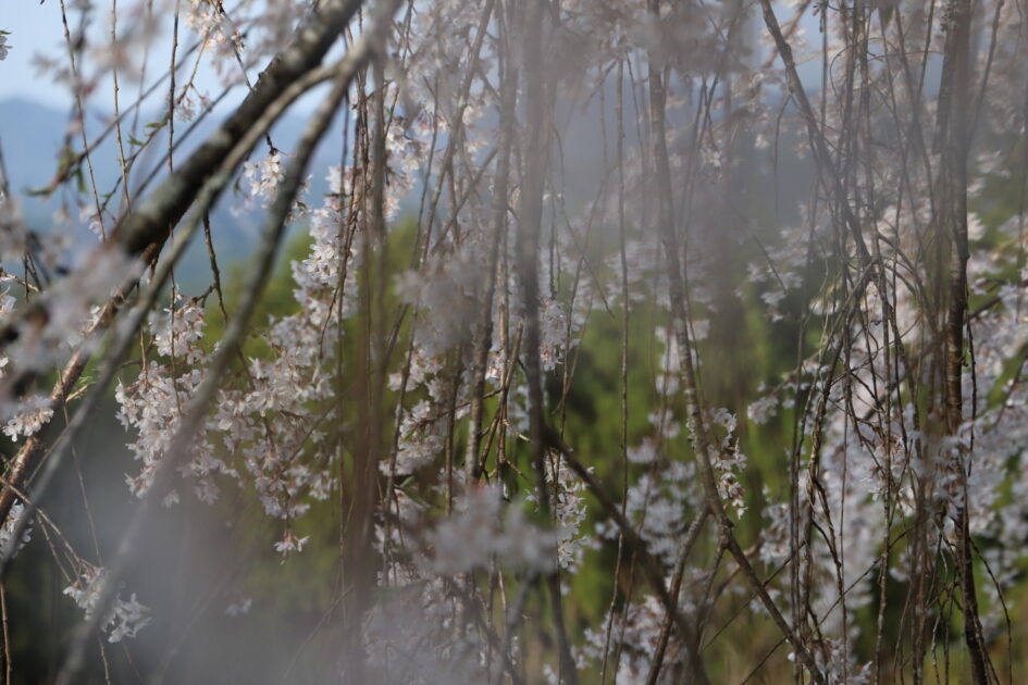 愛媛の秘境｜内子町「相野の花」しだれ桜絶景撮影ガイド【穴場スポット情報2025】