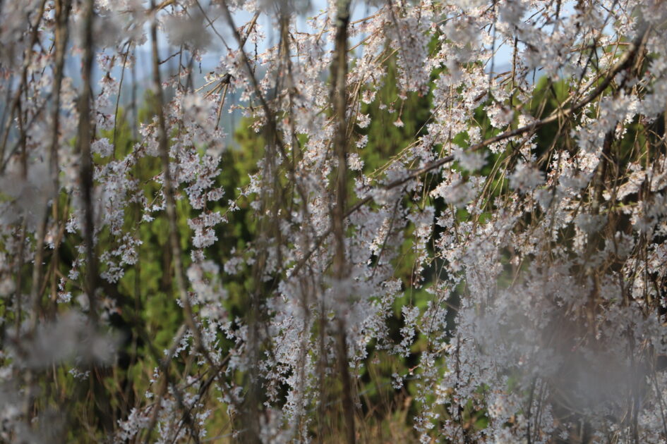 愛媛の秘境｜内子町「相野の花」しだれ桜絶景撮影ガイド【穴場スポット情報2025】