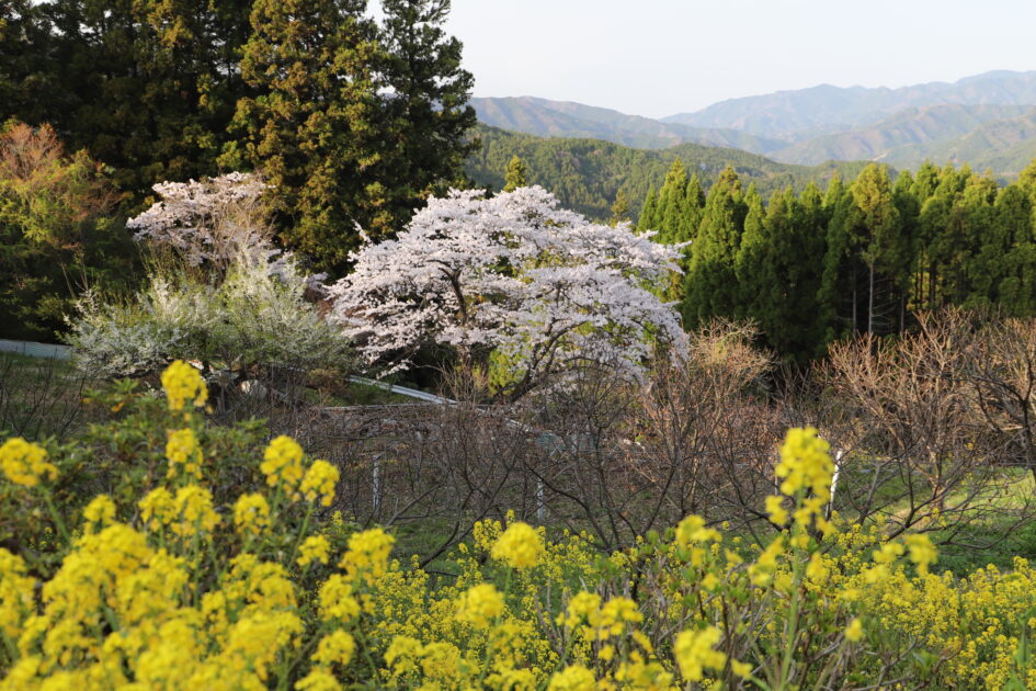 愛媛の秘境｜内子町「相野の花」しだれ桜絶景撮影ガイド【穴場スポット情報2025】