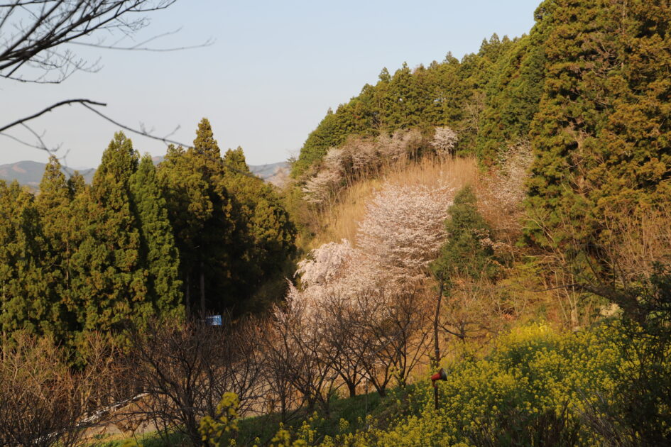 愛媛の秘境｜内子町「相野の花」しだれ桜絶景撮影ガイド【穴場スポット情報2025】