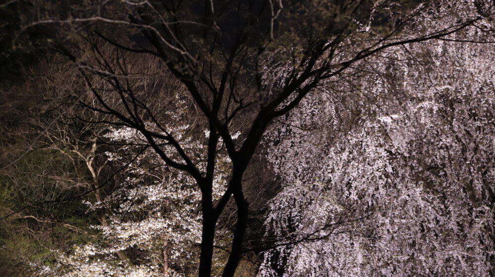 愛媛の秘境｜内子町「相野の花」しだれ桜絶景撮影ガイド【穴場スポット情報2025】
