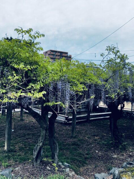 手前に藤の花と藤棚があり、背景にはアパートの建物が見える都市部の風景。