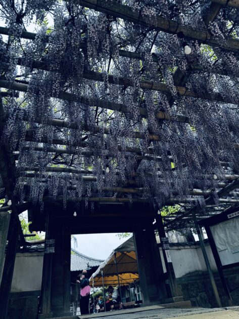 禎祥寺の正門に広がる藤棚と、左右に設置された藤柄の提灯