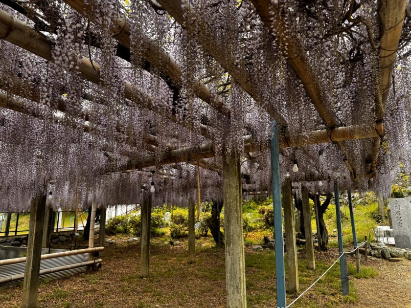 藤棚の下の散策路竹と木の支柱で作られた藤棚から垂れ下がる紫の藤の花。