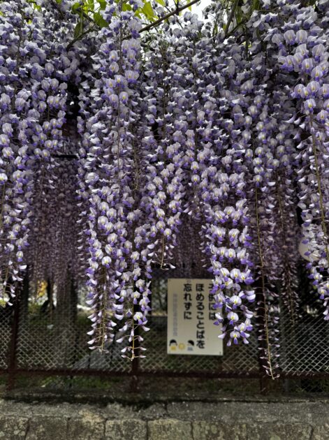 垂れ下がる無数の藤の花