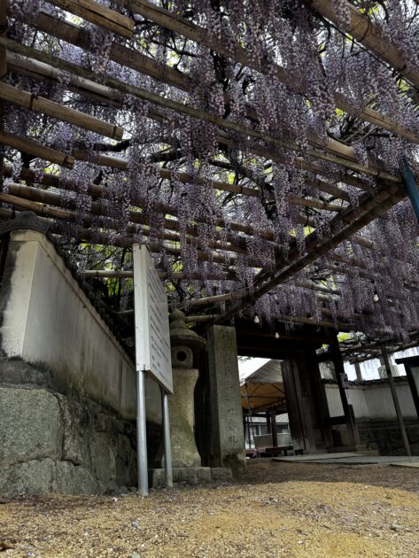 祥寺の正門に広がる藤棚と、左右に設置された藤柄の提灯