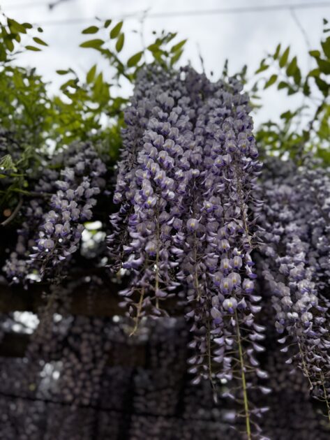 空を背景に、垂れ下がる無数の藤の花と藤柄の提灯