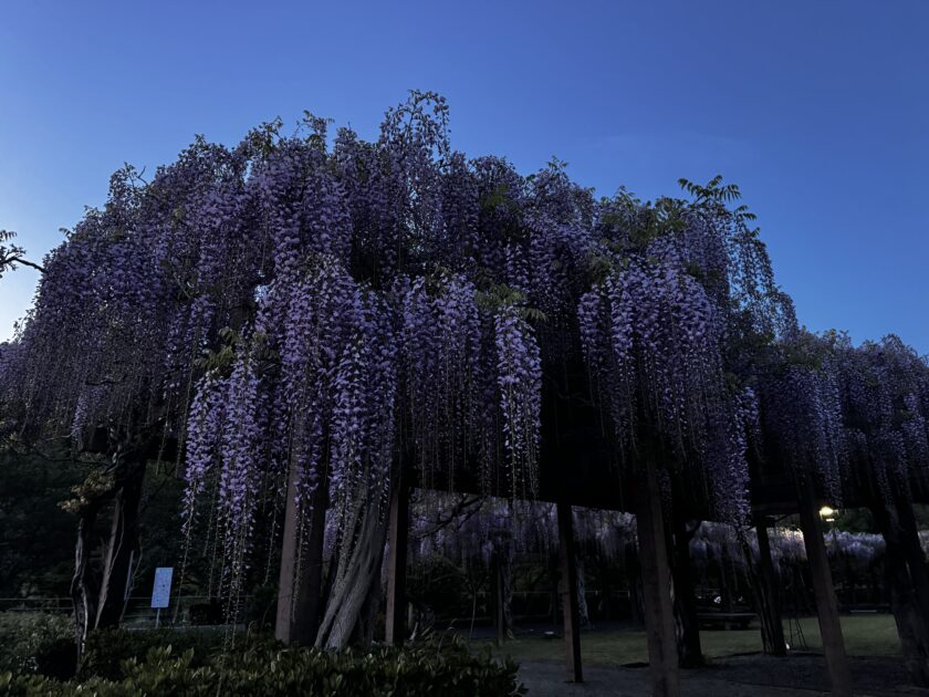 夕暮れの青いグラデーションの空を背景に、紫色の藤の花が藤棚から豊かに垂れ下がっている様子。周囲は薄暗く、藤の花の淡い色が際立っている。