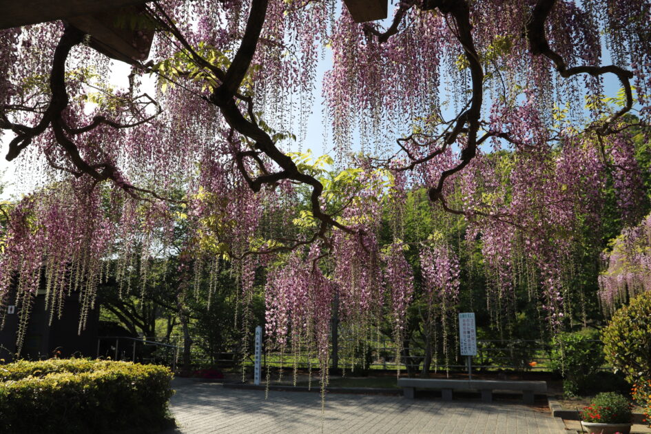 藤棚の下から見上げたアングル。紫色の藤の花房が頭上を覆い、木漏れ日が差し込んでいる。背景には緑の木々や空が見える。