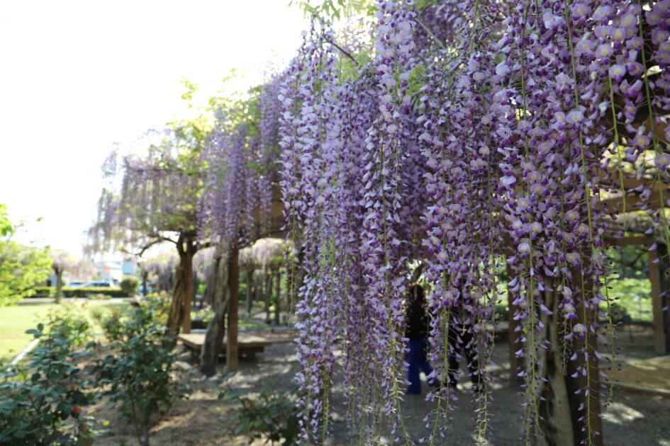 紫色の藤の花が頭上を覆う藤棚の下を歩く人々の様子。花房が密集し、光が優しく差し込んでいる。