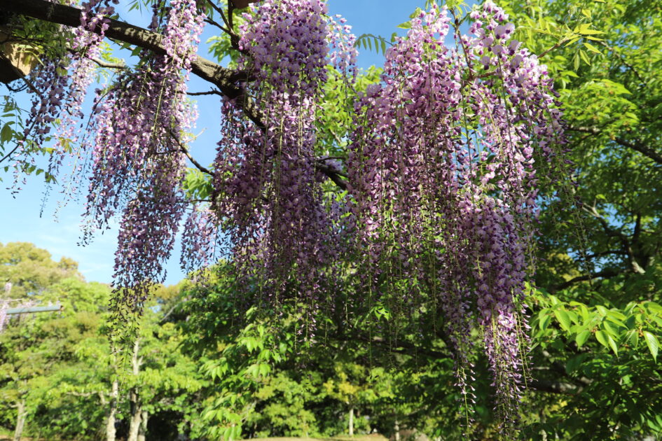 藤の花が青空の下、木から垂れ下がって咲いている様子。紫色の花房が幾重にも重なり、背景には緑の葉が生い茂る木々が見える。