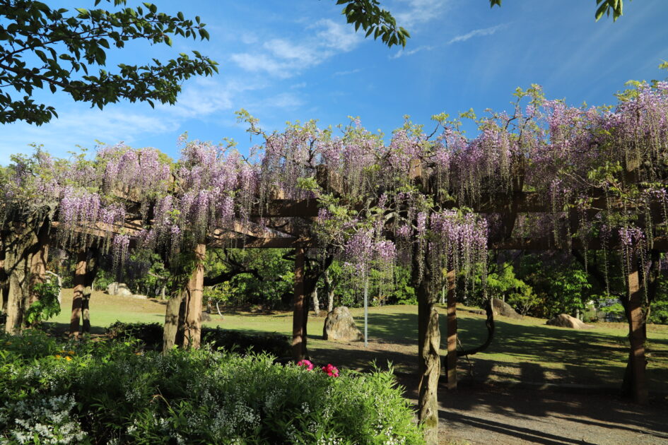 藤棚に紫色の藤の花が満開に咲き、緑の芝生と木々が広がる庭園の風景。木製の藤棚には、絡まった藤の木から無数の花房が垂れ下がっている。