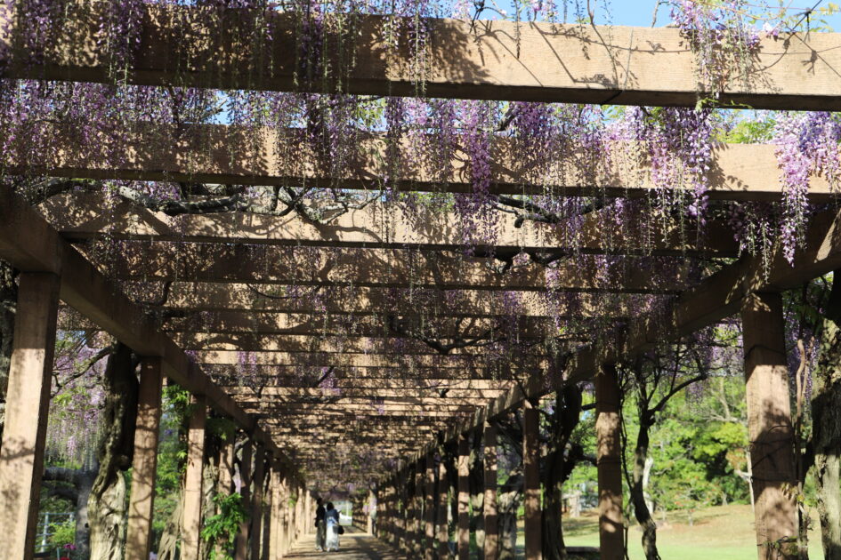 木造の藤棚が長く続く通路を見上げる構図。藤の花が棚全体を覆い、紫色の花房が頭上から降り注ぐように咲いている。通路の奥には、歩く人影が見える。