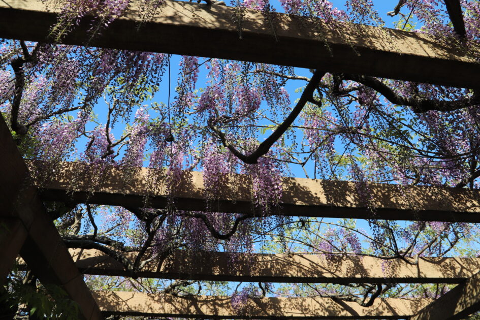 木造の藤棚を見上げる構図。棚の上には紫色の藤の花が咲き乱れ、青空が背景に見える。木漏れ日が棚の木材に影を落としている。