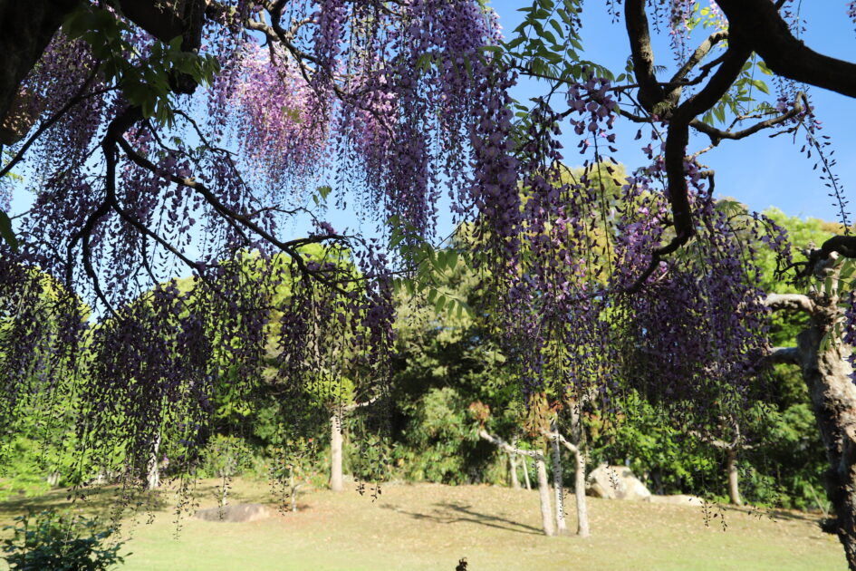 青空の下、満開の紫色の藤の花が木から滝のように垂れ下がっている様子。背景には緑の芝生と木々、点在する白い岩が見える。