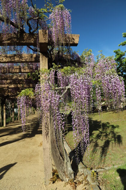 紫色の藤の花が木製の藤棚から豊かに垂れ下がり、砂利の小道に影を落としている様子。青い空が広がり、背景には緑の芝生が見える。