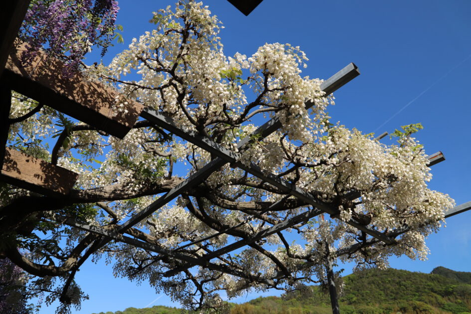 青空を背景に、白い藤の花が金属製の藤棚から垂れ下がって咲いている様子を見上げる構図。一部に紫色の藤の花も見られる。遠くには緑の山々が連なっている。