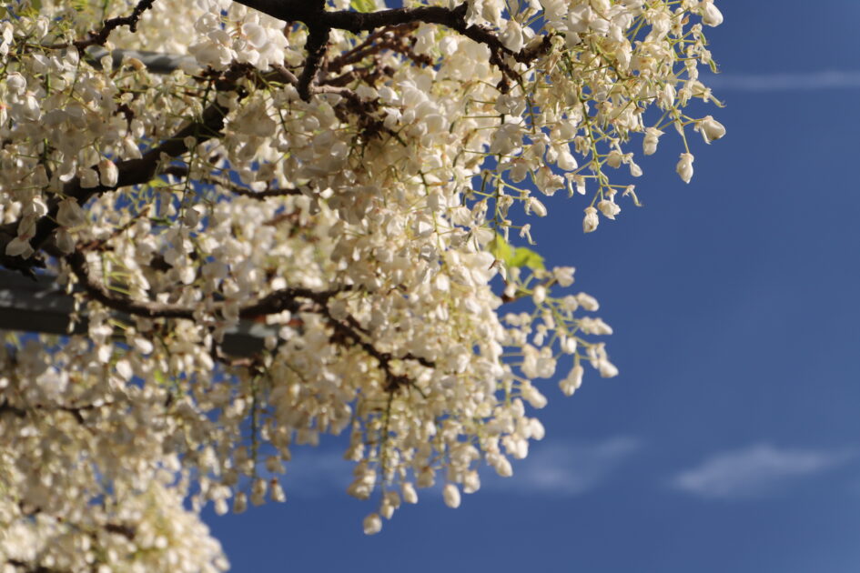 青空を背景に、白い藤の花が枝から垂れ下がって咲いているクローズアップ。花房は密集しており、繊細な花びらが光を受けて輝いている。
