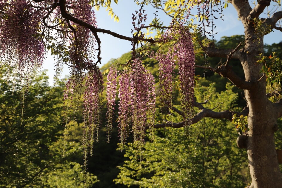 緑豊かな木々を背景に、ピンクがかった紫色の藤の花が枝から垂れ下がって咲いている様子。花房は長く、繊細な花びらが重なり合っている。