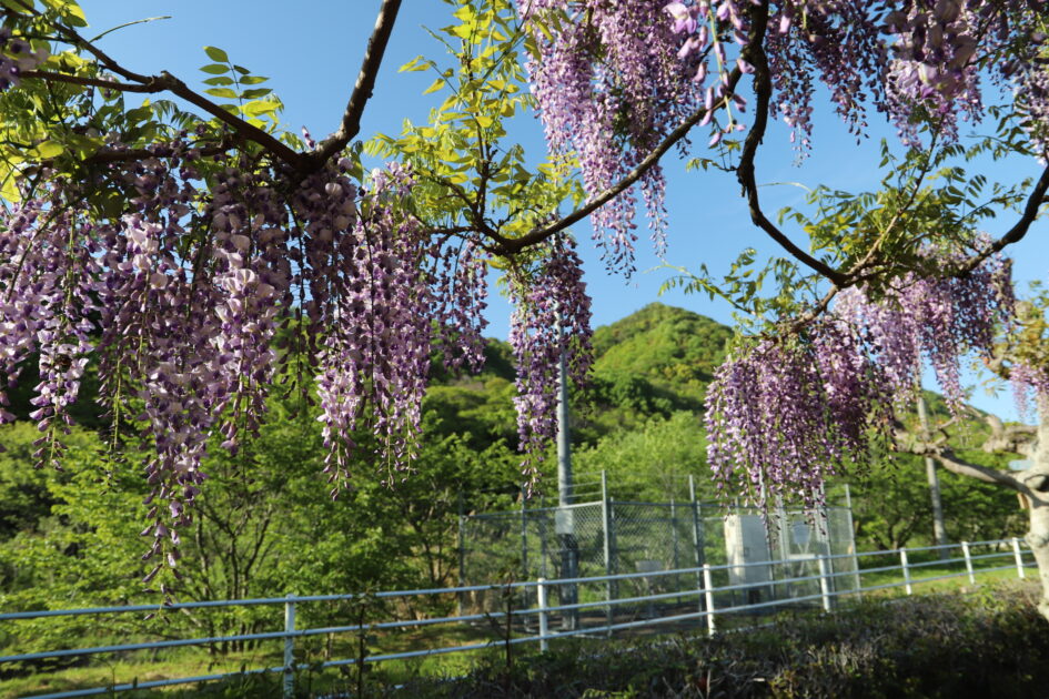 青空の下、紫色の藤の花が枝から垂れ下がり、背景には緑の山が見える風景。手前には白い柵と緑の草地が広がり、春の穏やかな日差しが注いでいる。