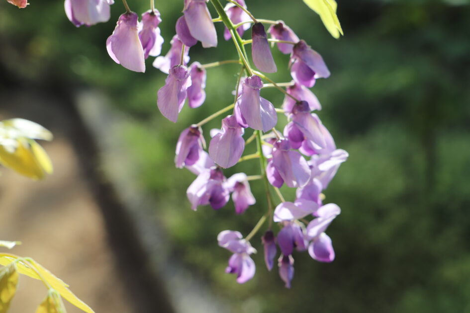 紫色の藤の花房のクローズアップ。淡い紫色の小さな花が連なり、繊細な構造がよくわかる。背景は緑色のボケ味で、花の美しさを際立たせている。