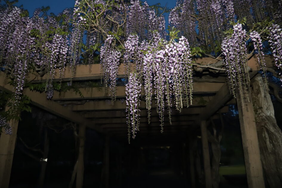 深い青色の夜空を背景に、紫色の藤の花が枝から豊かに垂れ下がっている様子。花房は長く、密集しており、夜の静けさの中でその存在感を際立たせている。
