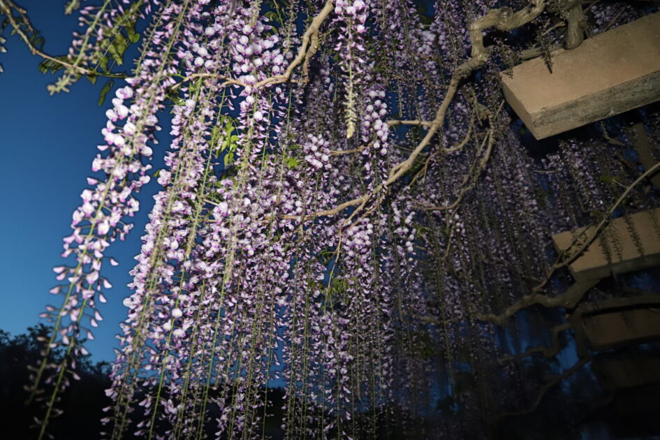 夜空を背景に、紫色の藤の花が藤棚から垂れ下がっている様子を見上げる構図。花房は長く、風に揺れているように見える。
