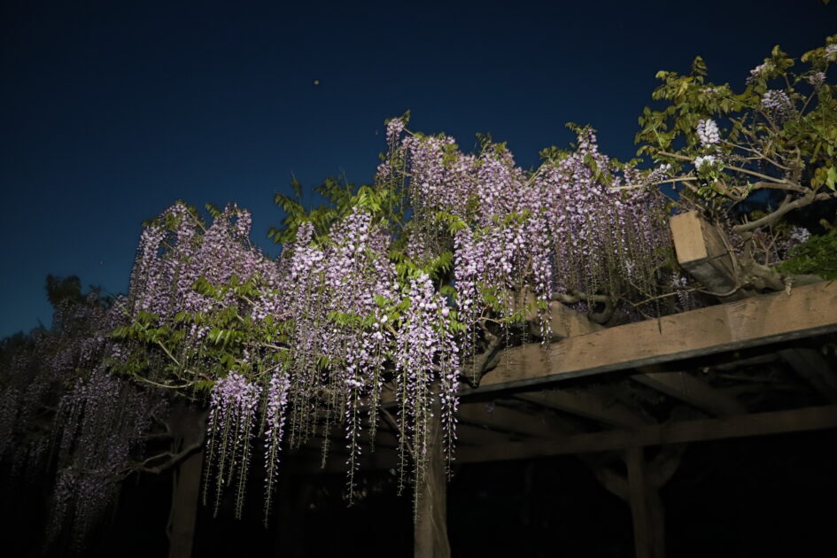 夜の藤棚を見上げる構図。紫色の藤の花が木製の棚から豊かに垂れ下がり、背景の濃い青色の空とコントラストをなしている。遠くには小さな月の光も見える。