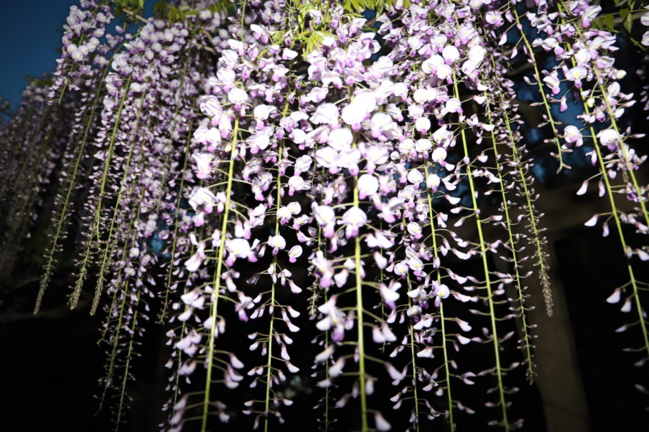 ライトアップされた藤の花房のクローズアップ。淡い紫色と白色の花びらが密集し、夜の闇の中で明るく輝いている。背景は暗く、光に照らされた花々が際立っている。