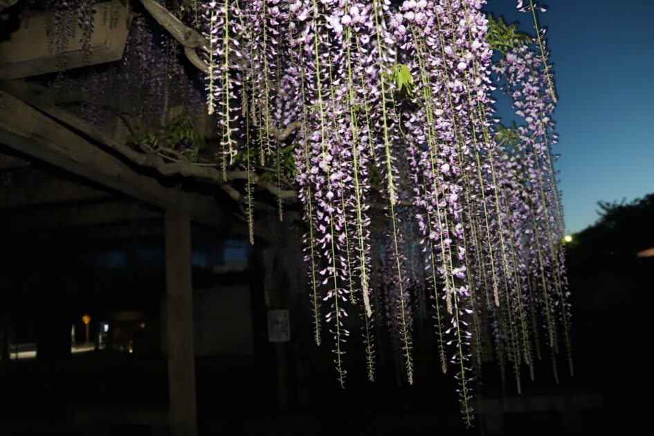 深い青色の夜空の下、紫色の藤の花が藤棚から長く垂れ下がっている様子。周囲は暗闇に包まれ、藤の花の淡い光が浮かび上がっている。