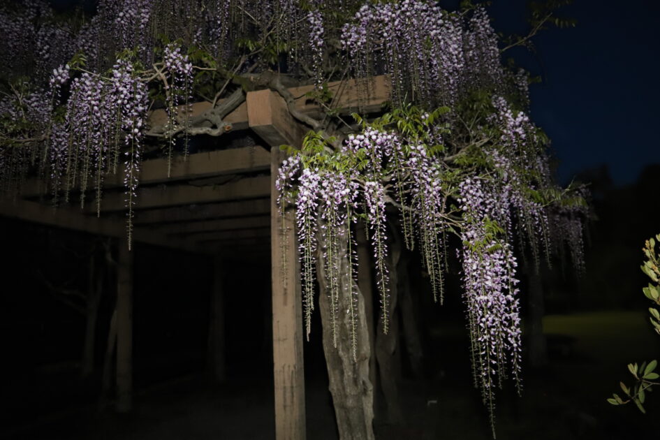 夜の闇の中に、ライトアップされた紫色の藤の花が木製の藤棚から垂れ下がっている様子。周囲の木々や植栽はシルエットとなり、藤の花の淡い紫色が際立っている