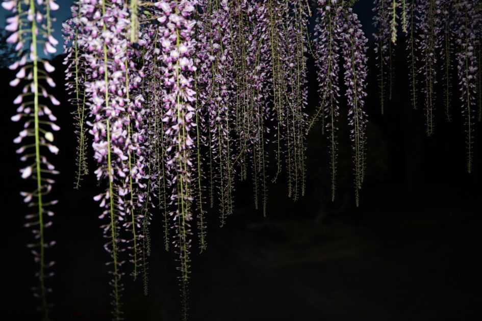 深い夜の闇を背景に、紫色の藤の花房が幾重にも重なり、幻想的に垂れ下がっている様子。花の一つ一つは小さく、密集して咲き、夜の静けさの中でその存在感を放っている。