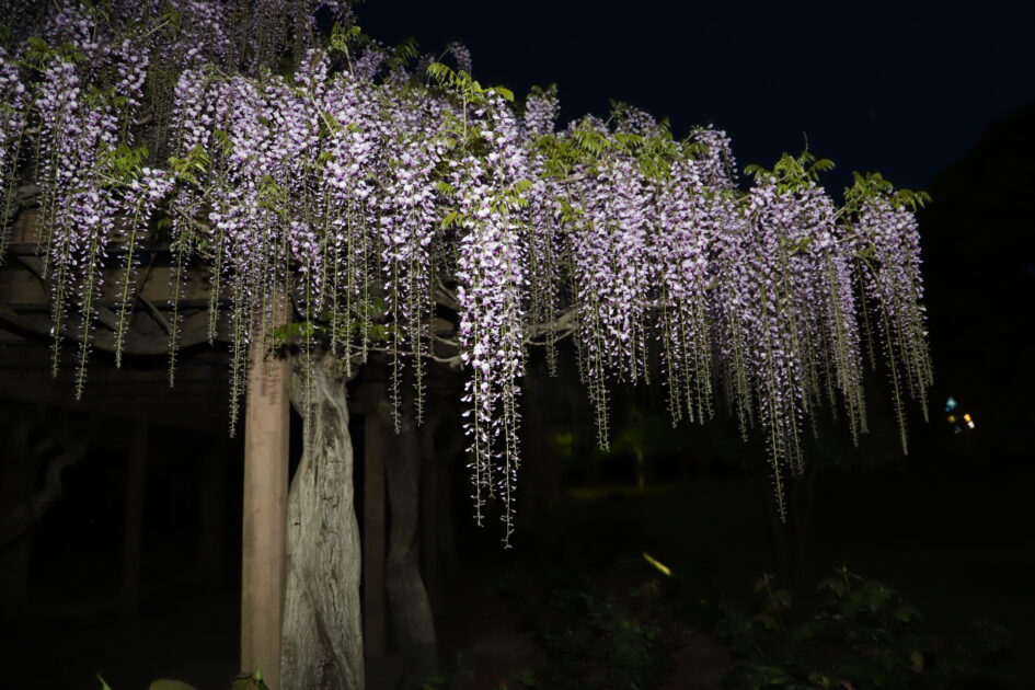 夜の闇の中に浮かび上がる、満開の紫色の藤の花。無数の花房が垂れ下がり、ライトの光を浴びて、その繊細な美しさを際立たせている。