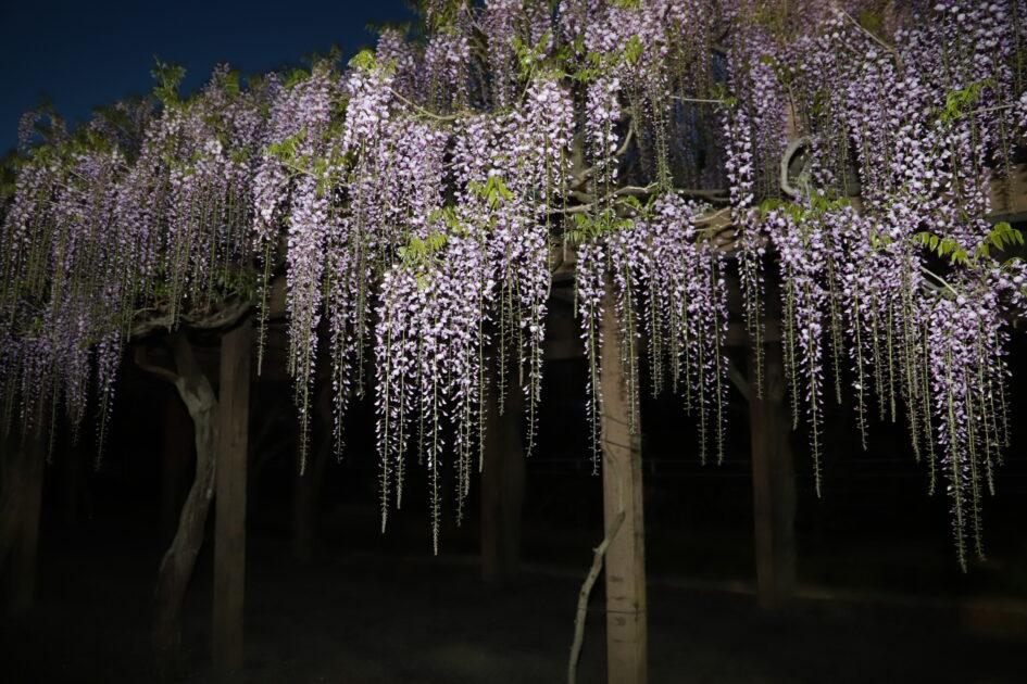 夜空の下、ライトアップされた紫色の藤の花が木製の藤棚から豊かに垂れ下がっている様子。藤棚の骨組みがシルエットとなり、藤の花の淡い紫色が夜の闇に映えています。