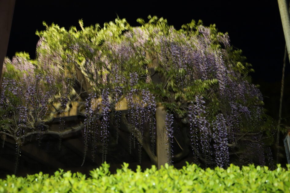 夜の闇の中に、ライトアップされた紫色の藤の花が藤棚から豊かに垂れ下がっている様子。手前には緑色の植え込みがあり、奥は暗闇に包まれている。