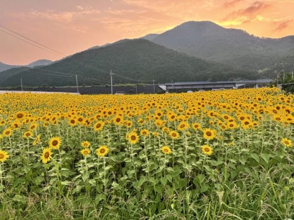 広大なひまわり畑が手前に広がり、遠くには夕焼けの空、橋、そして山々が見える。