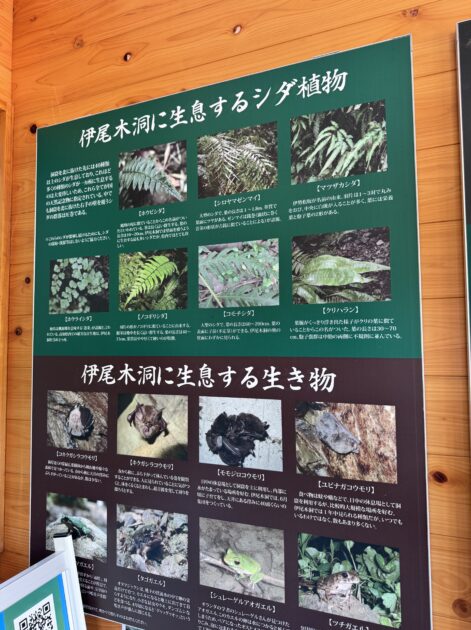 「伊尾木洞に生息するシダ植物」と「伊尾木洞に生息する生き物」について解説された案内板。様々なシダや、コウモリ、カエルなどの写真と説明文が載っている。