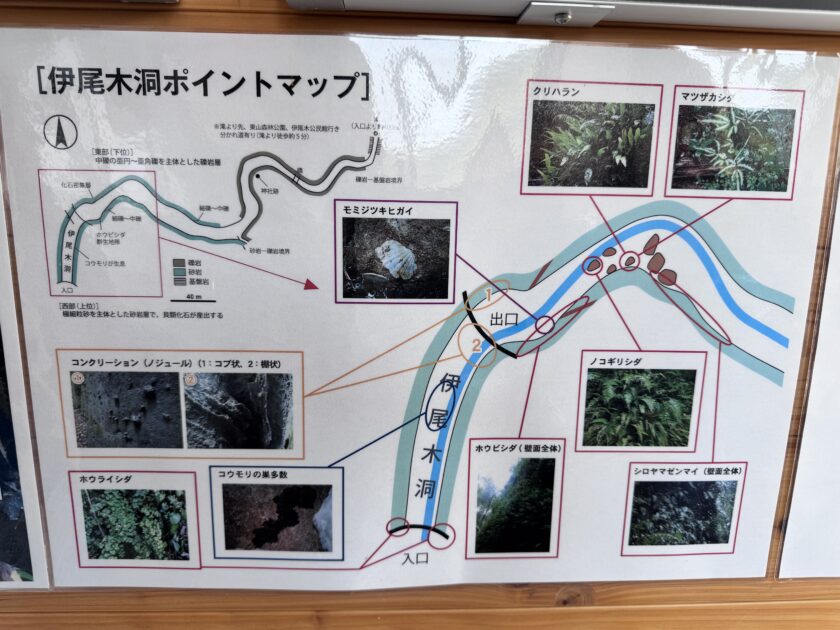 「伊尾木洞ポイントマップ」と書かれた地図の案内板。洞窟の入り口から出口までのルート、そして各地点で観察できるシダ植物や地層の特徴がイラストで示されている。